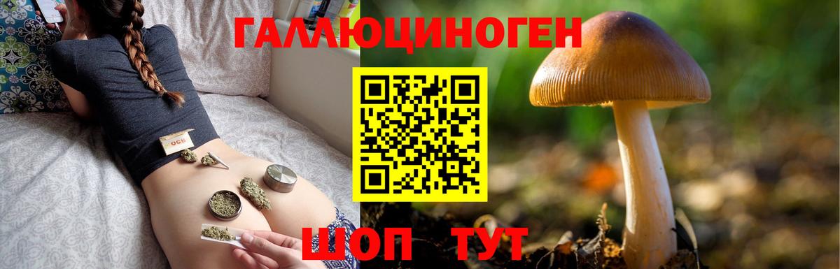Галлюциногенные грибы Psilocybe Гатчина